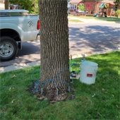 Photo of Emerald Ash Borer treatment