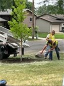 photo of city crews planting a tree