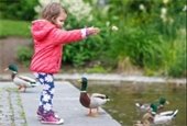 Stock photo of girl feeding ducks