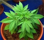 Cannabis stock photo