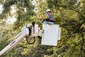 stock photo of person in a bucket on boom truck trimming a tree