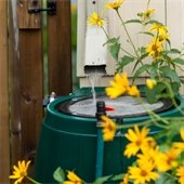 Rain barrel and flowers