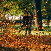 stock photo of leaf raking