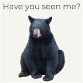 black bear graphic