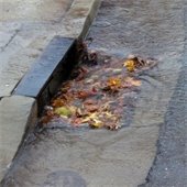 Storm drain covered with leaves with pooling water    