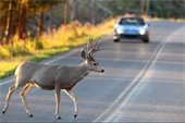stock photo of deer on road