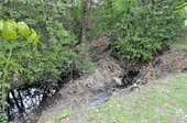 photo of creek with overgrown vegetation