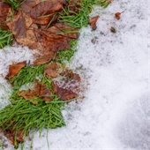 stock photo snowyleaves