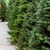 stock photo row of evergreen trees