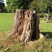 Tree Stump   