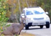 stock photo of deer approaching road