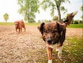 Photo of dogs at Owatonna's Dog Park