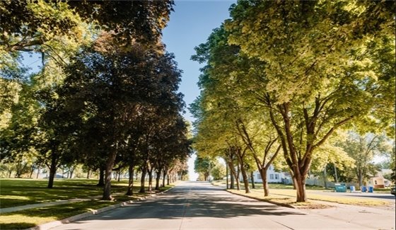 photo tree lined State Avenue