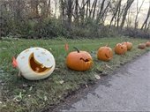 Pumpkin Trail photo