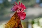 stock photo of rooster crowing