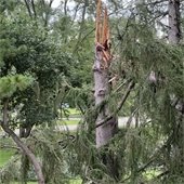 tree damage west hills 
