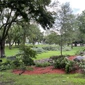 tree damage west hills 
