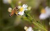 stock image pollinators
