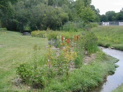 Plant Vegetative Buffer